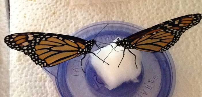 Island teachers to host monarch butterfly conservation workshop