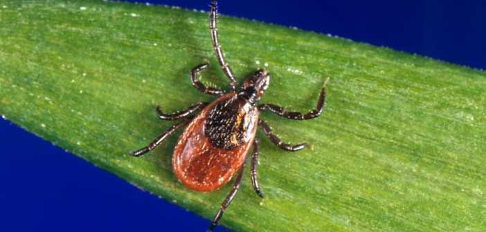 Sudbury tick tests positive for Lyme disease