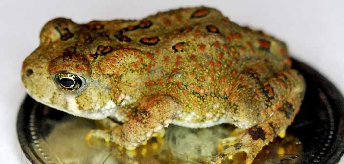 Banner year for toadlets of the American toad