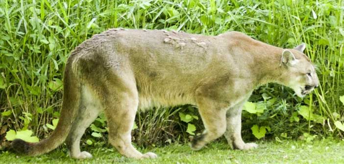 Expositor receives plenty of attention following cougar video release