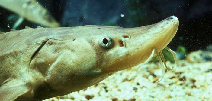 Lake Sturgeon harvest results in fines and 15-year fishing ban