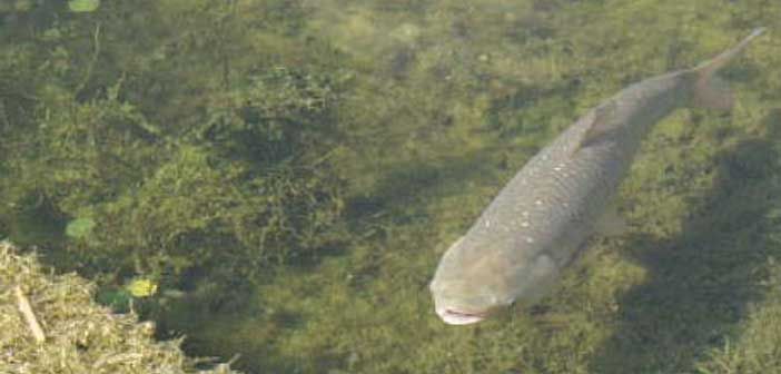 Asian carp bill will give Canadian Border Services the tools they need