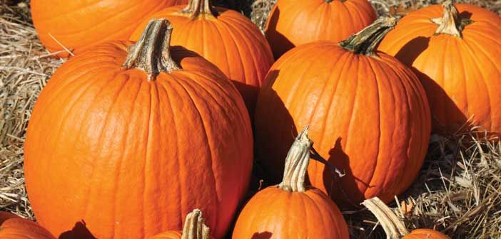 Assiginack Pumpkin Festival a Manitoulin first
