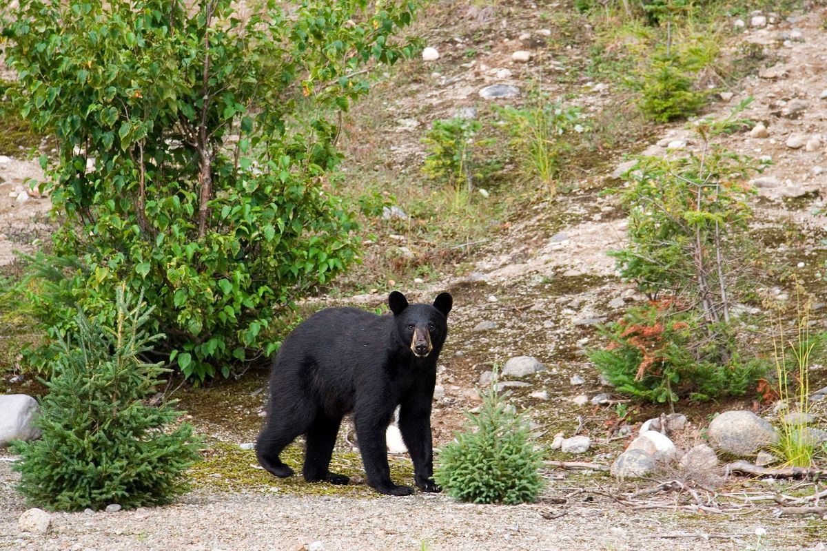 Illegal hunts result in lifetime hunting-licence suspensions and almost $60,000 in fines
