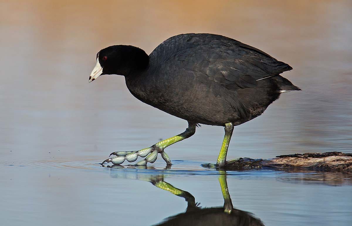 Volunteer program monitors wetlands in Great Lakes basin, including Manitoulin