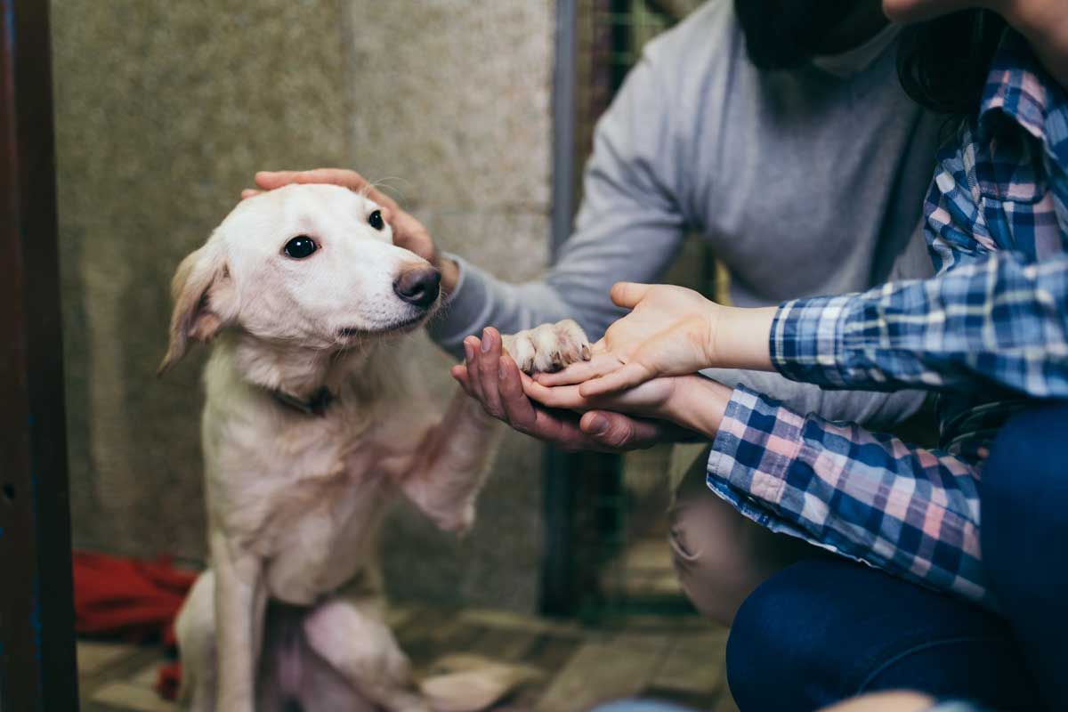 Pet rescue volunteers say ‘burnout’ is a factor, post-COVID