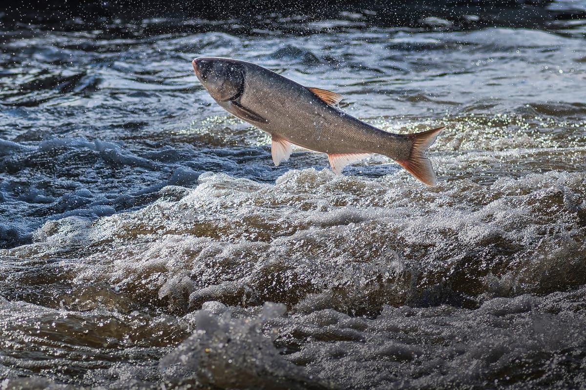 Progress on invasive carp barrier stalled by Illinois