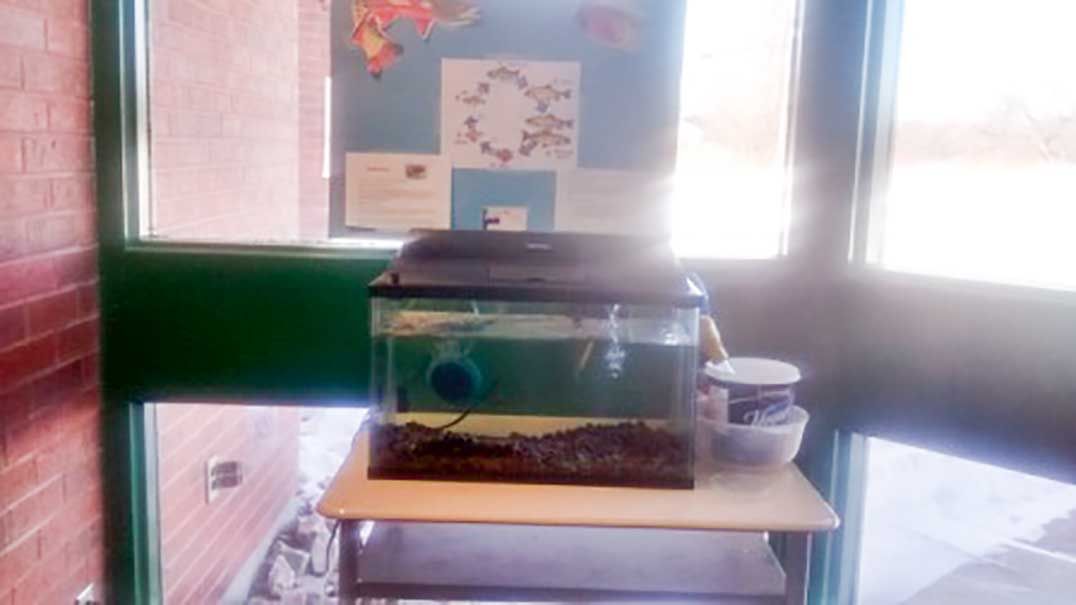Assiginack Public School students raising brook trout eggs