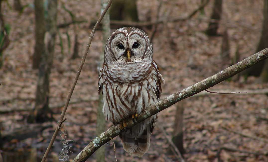 Owl prowls, 25th anniversary open house and women’s outdoor weekend