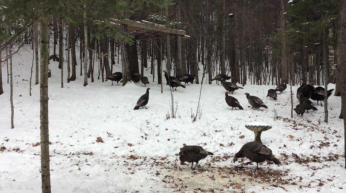 Billings seeks MNRF minister’s help to solve wild turkey issue