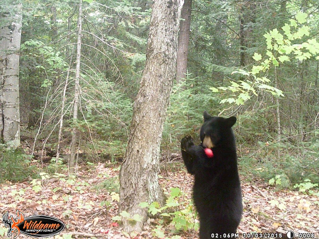 Spring bear hunt returns
