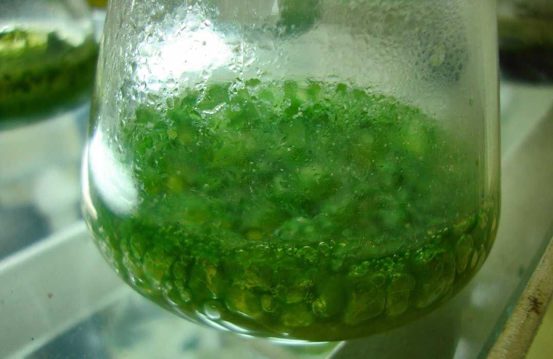 Blue-green algal bloom reported in Lake Kagawong