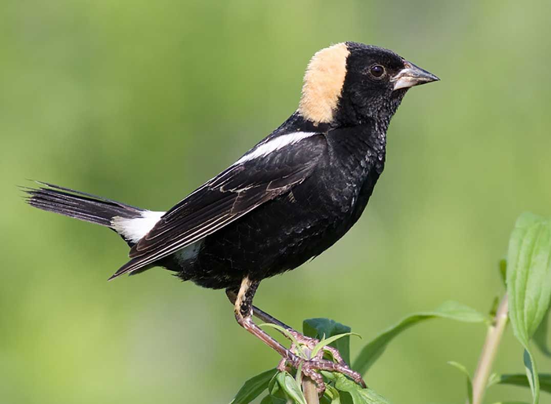 Farmers get good news concerning Endangered Species Act legislation