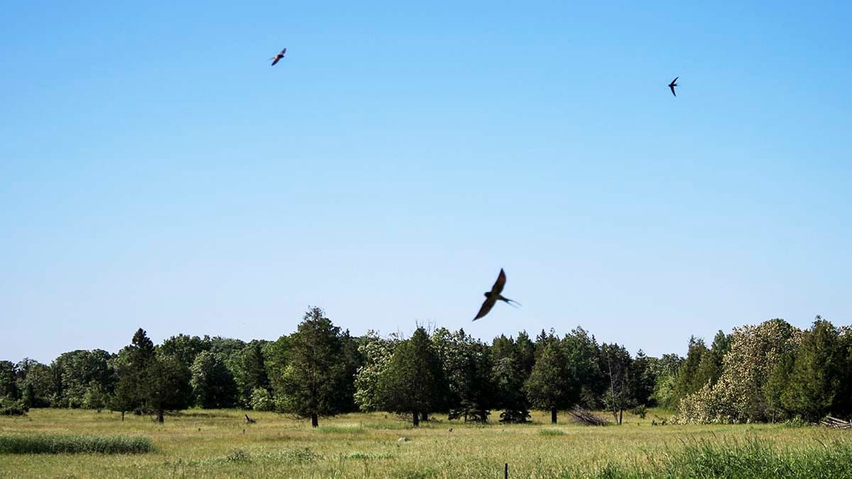 No expertise required, all skill levels can help with the Ontario Breeding Bird Atlas