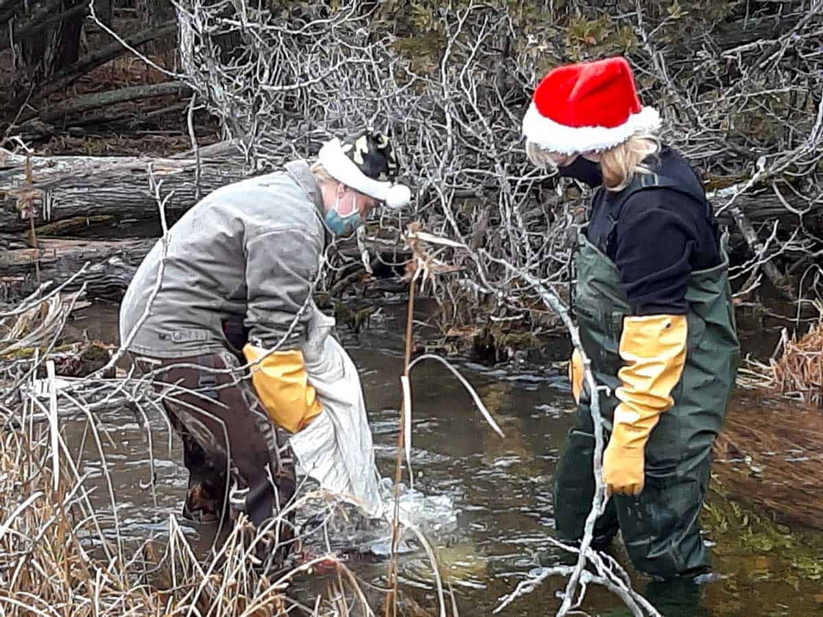 Ten thousand brook trout eggs stocked in Norton’s Creek