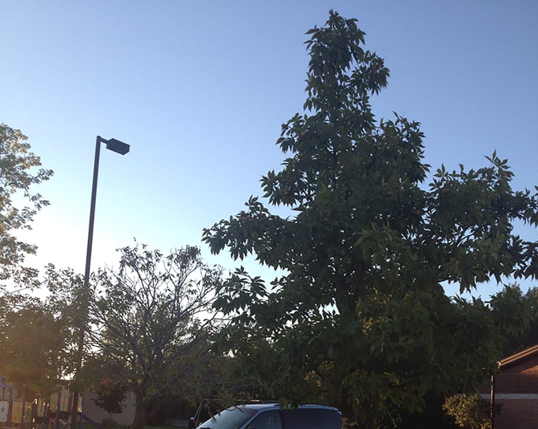 Notable Trees of Manitoulin