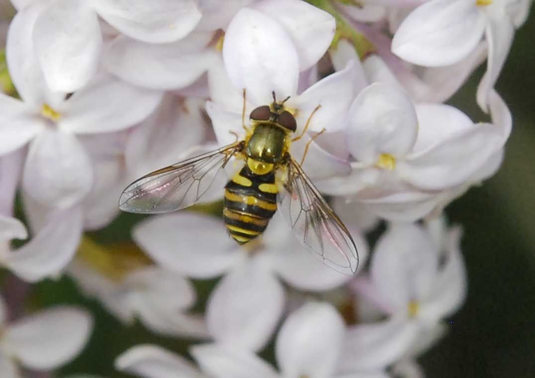 Scientist warns of Island ‘Bugpocalypse’