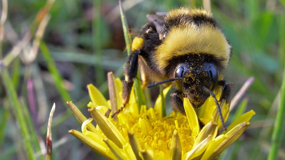 No green thumb? Don’t fret, the buzz is you can still help the bees