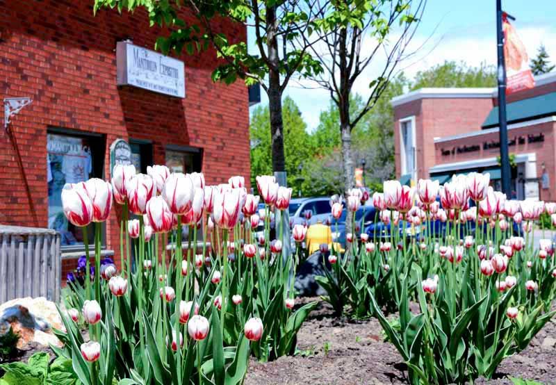 Meet the folks that keep The Manitoulin Expositor a vital force