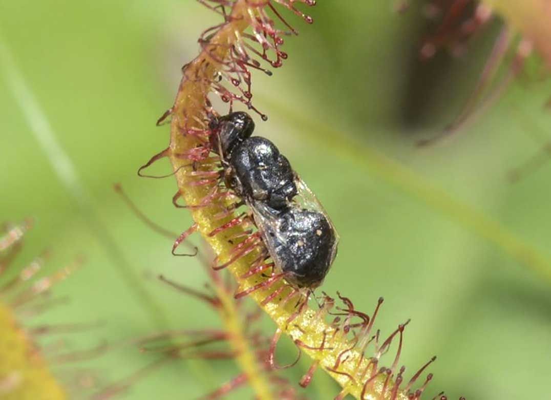 Manitoulin’s carnivorous plants