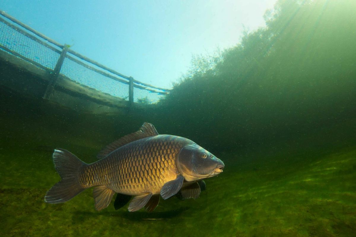 Illinois inks pact to keep invasive carp from Great Lakes