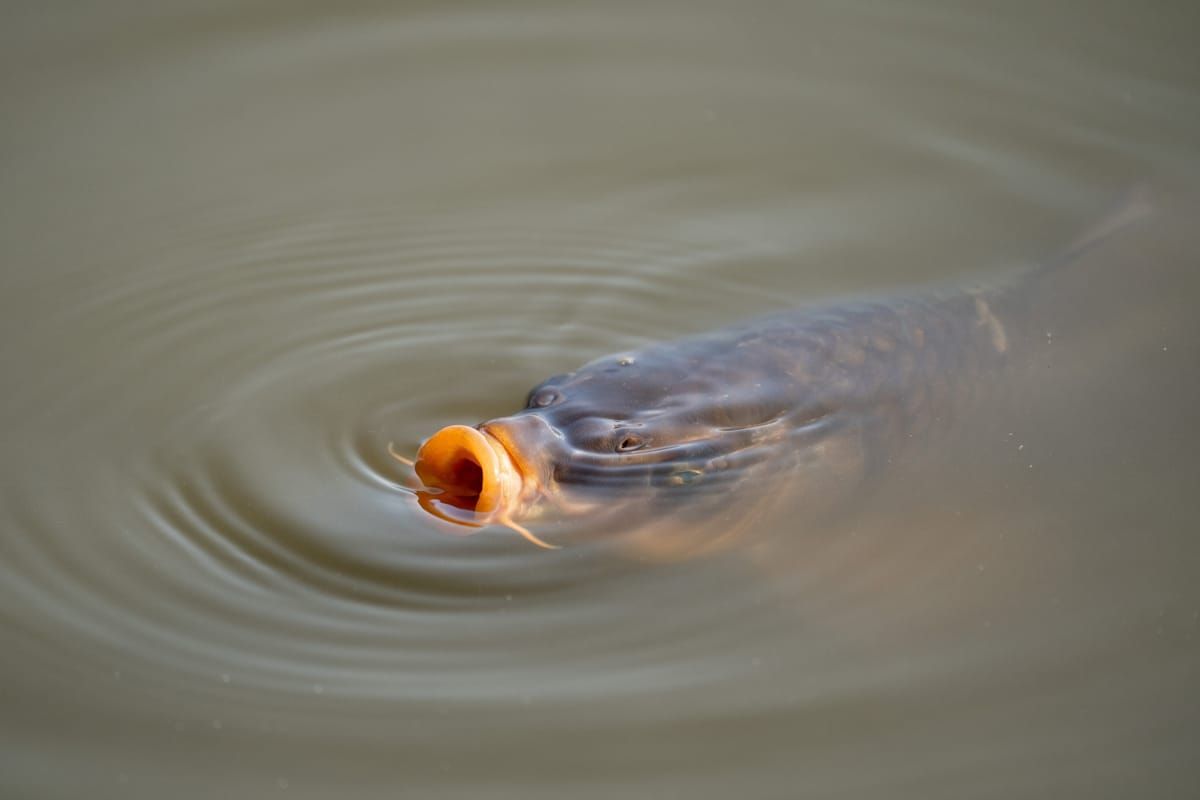 Great Lakes invasive carp barrier construction sees further delays