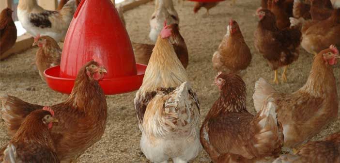 Providence Bay local food advocate denied chicken appeal
