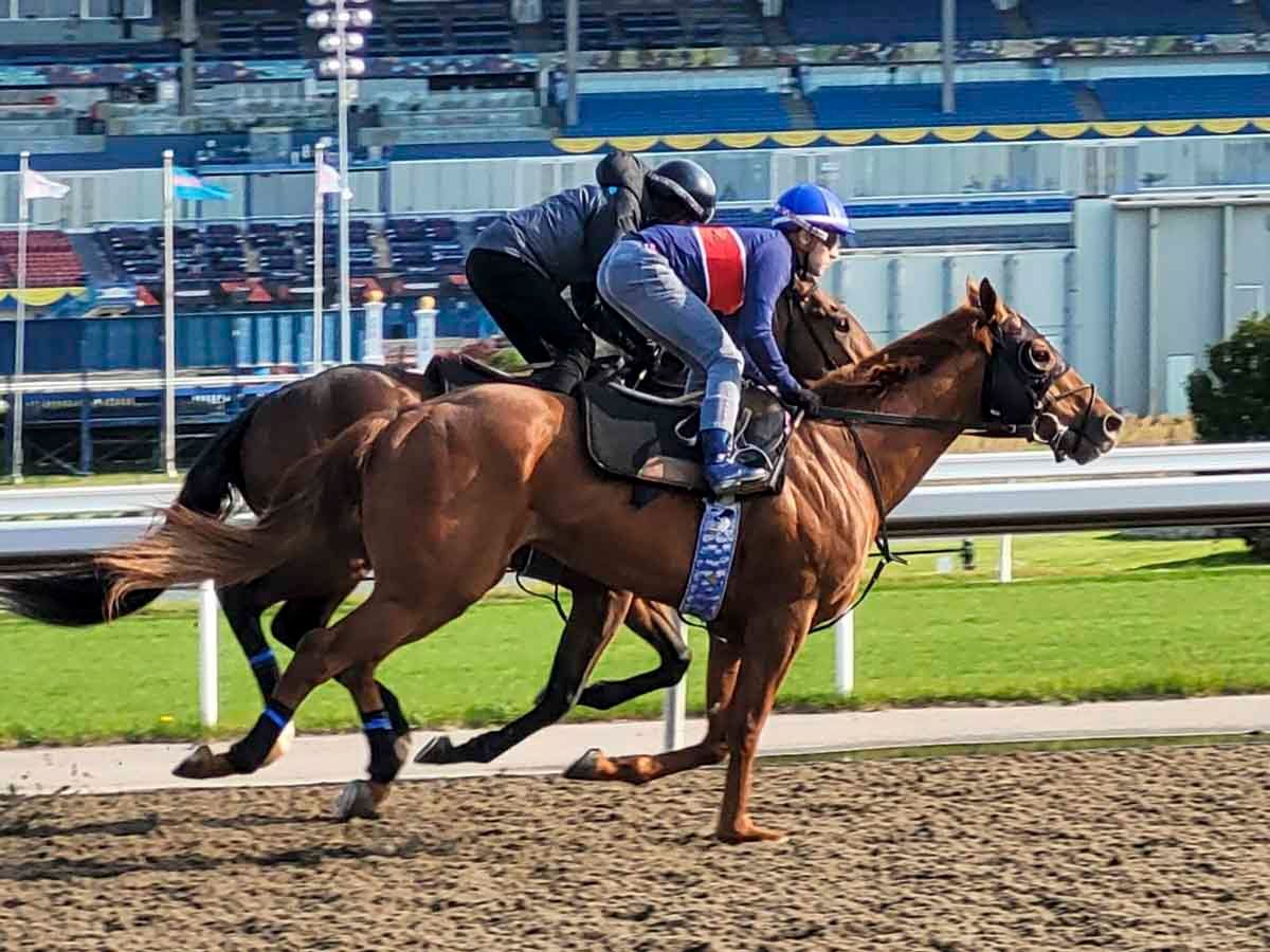 Racehorse Clive Cross makes his Woodbine racetrack debut
