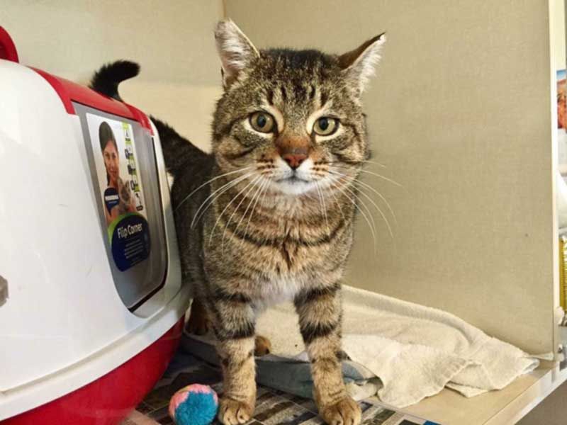 Up For Adoption – Connell