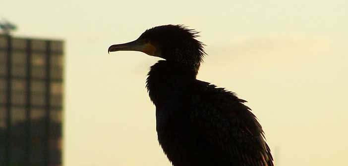 Local fish and game clubs support cormorant motion