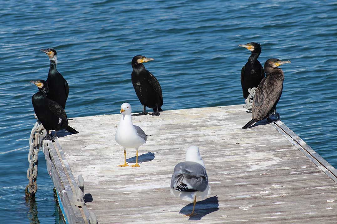 Grand Council Chief in  favour of cormorant cull