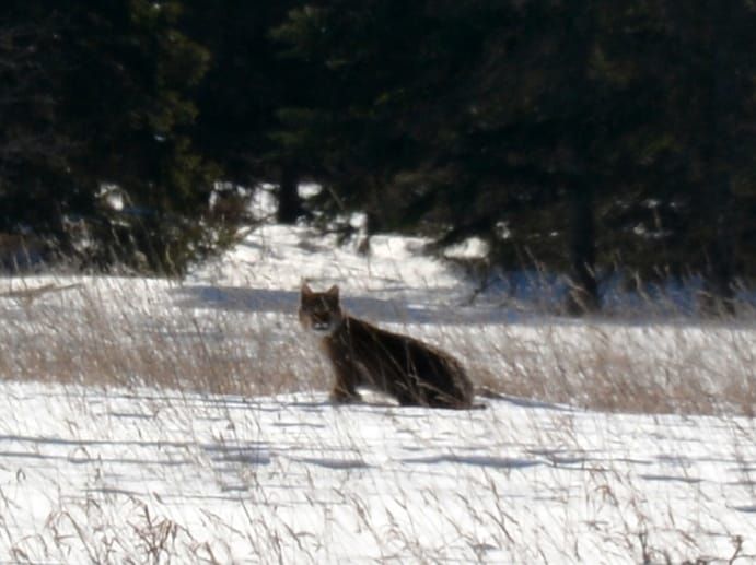 Is this a cougar? What do you think?