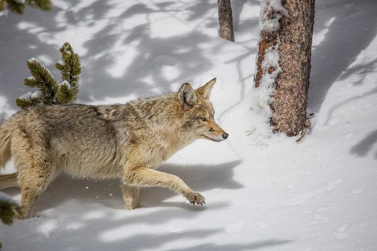 Manitoulin not included in wolves/coyotes no hunting and trapping proposal, for now