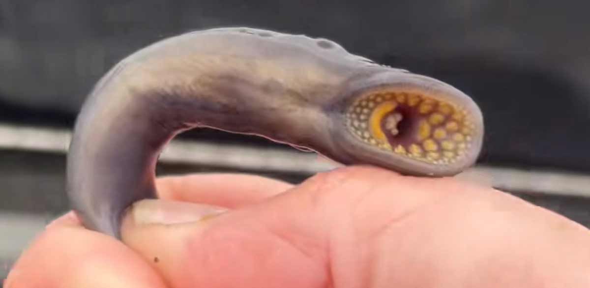 Great Lakes sea lamprey numbers soar