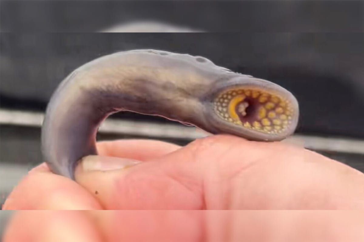 Resurgence of lamprey eel concerns commercial fishery