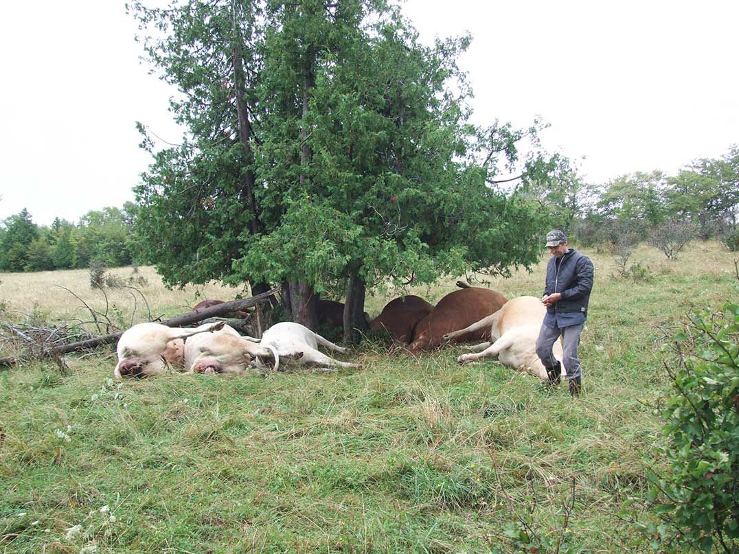 Provincial regulation on livestock losses to predators updated