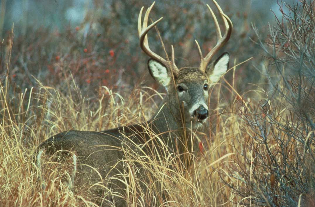 Allowing Deer Meat to Spoil Costs Hunter $5,300 and Licence Suspension