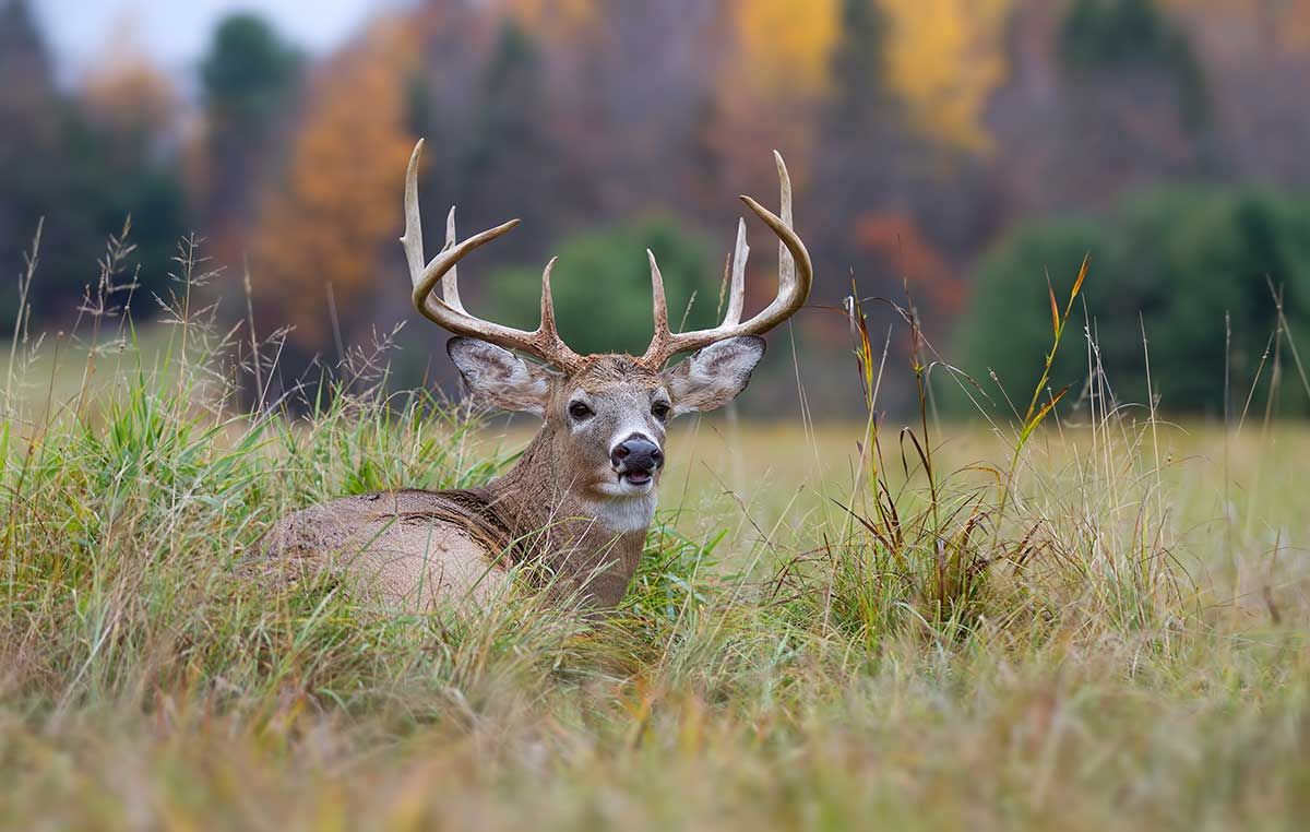 Gun deer hunt starts Monday
