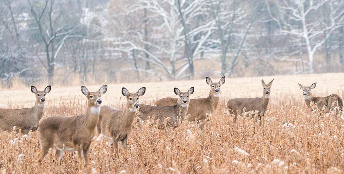 Manitoulin deer faring winter well says Ministry of Natural Resources and Forestry