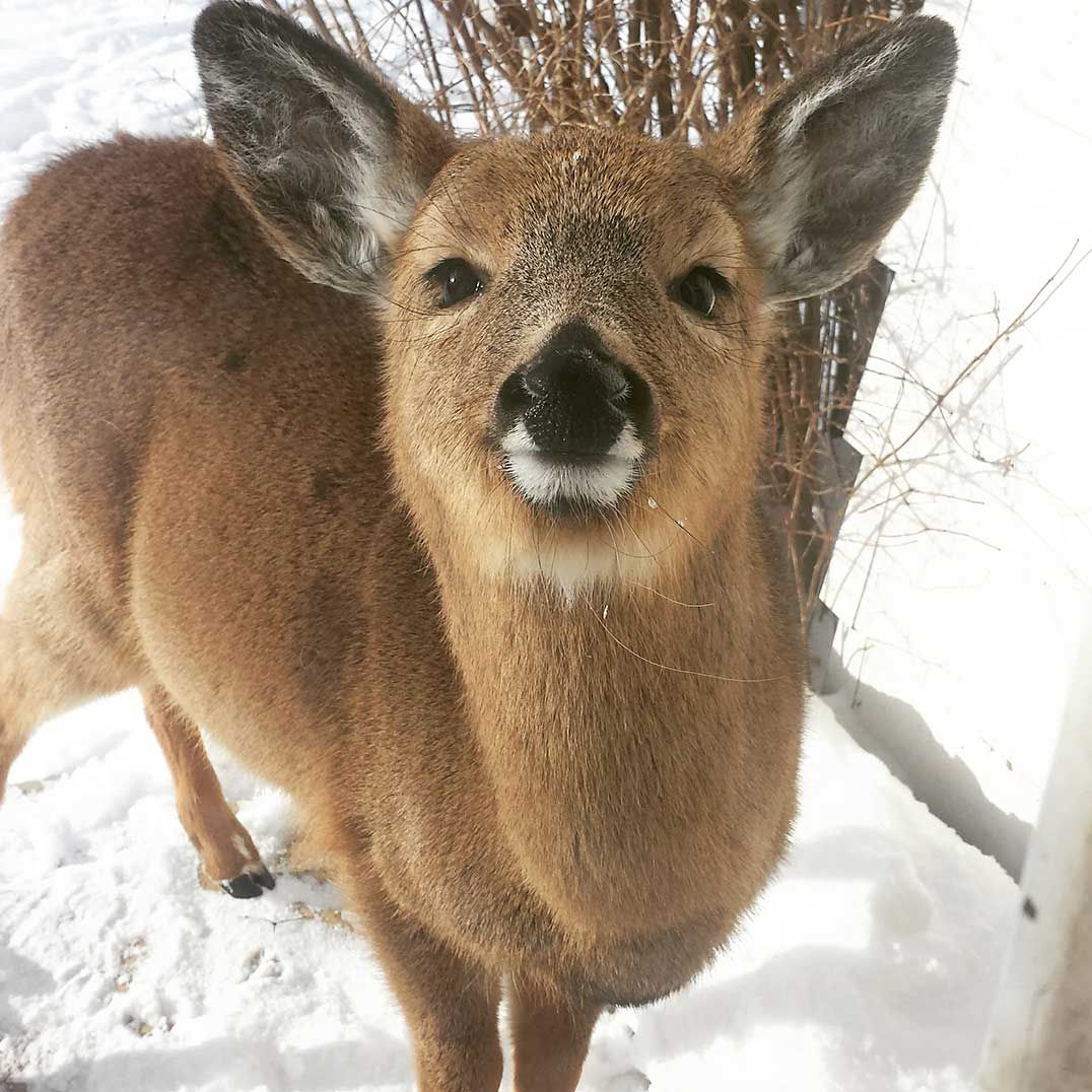 Great response shown by Island residents to helping save deer