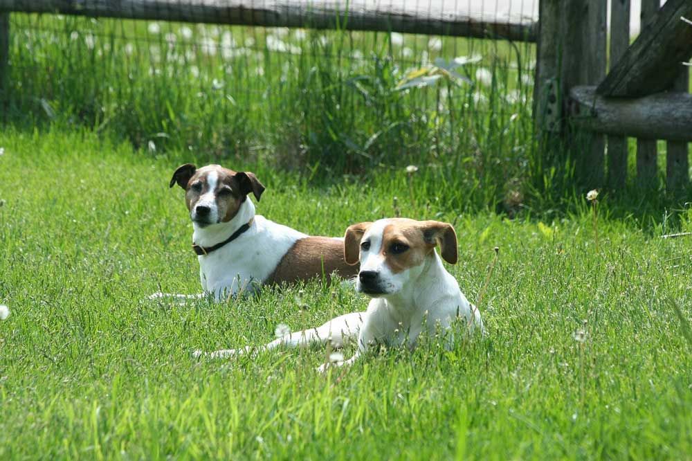 Petition for Little Current dog park reaches 160 signatures