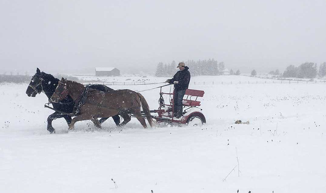Emmanuel Kuepfer continues family tradition of training ‘driving horses’