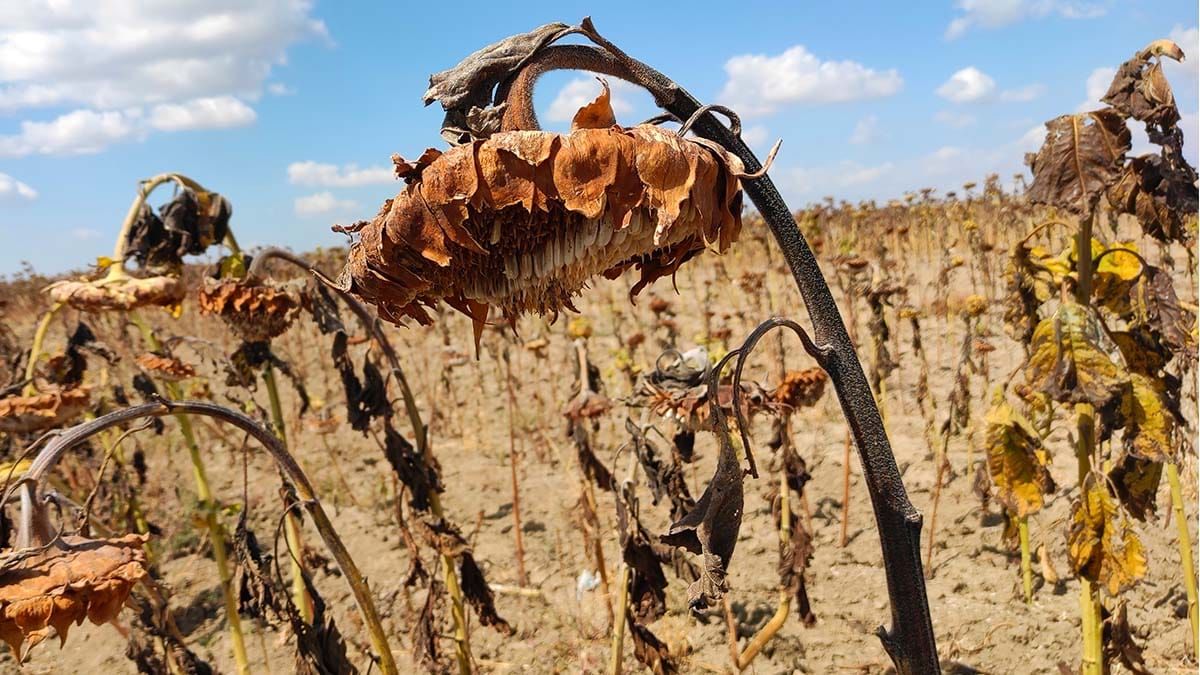 Regional climate change report suggests Manitoulin faces unique climate issues