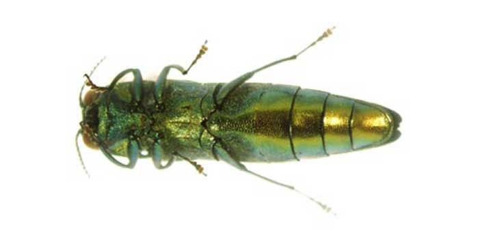 Emerald ash borer likely expanding diet