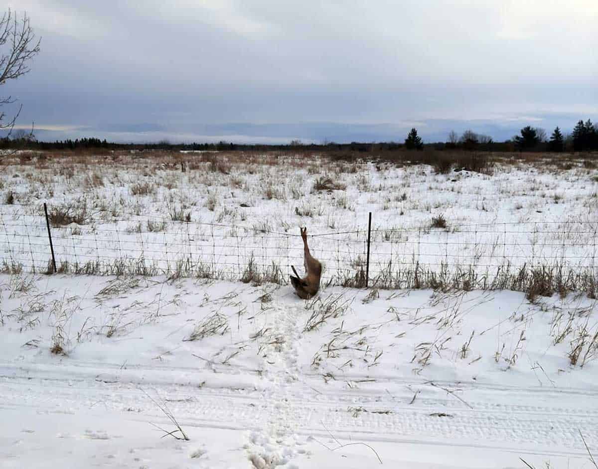 Hunter rescues fawn caught in fence
