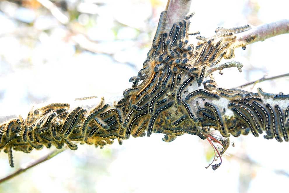 2018 a big year for tent caterpillars