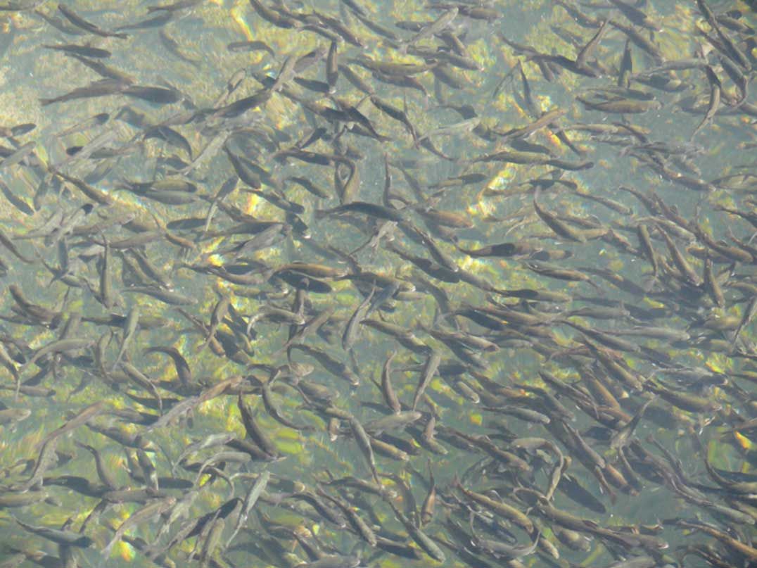 CMPS to have microhatchery starting this fall