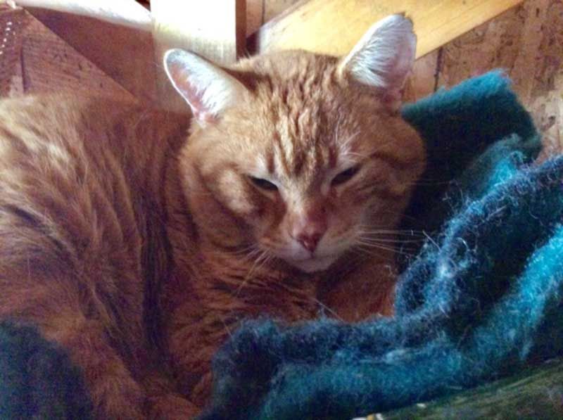 Up For Adoption – Flynn
