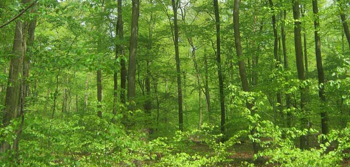 Wikwemikong receives government funding to expand forest resources imaging business