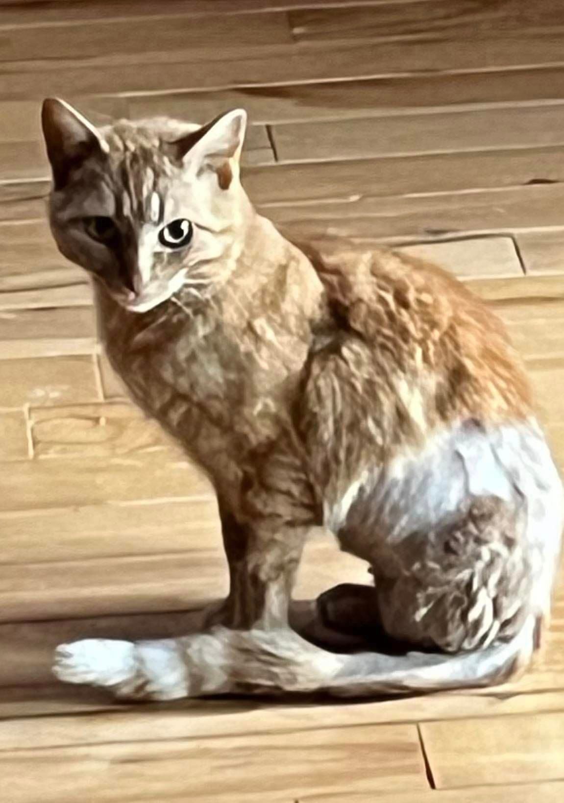 Gabby Giffords, Cat Survivor